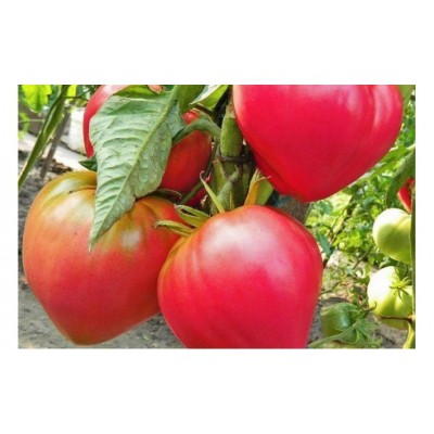 Семена томата Бэлтон (100 семян), Libra Seeds (Erste Zaden)